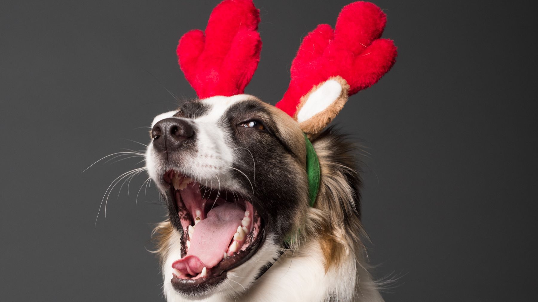 Giving dogs and cats at Christmas: why it might be a bad idea?