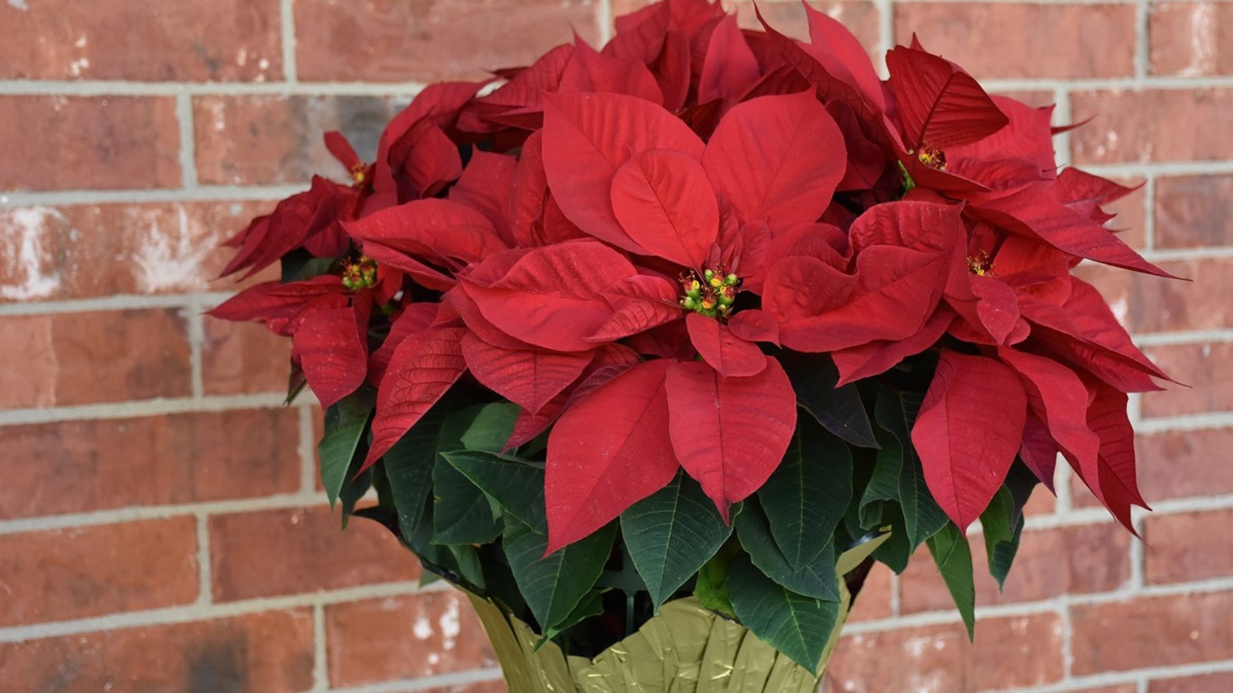 Poinsettia: how to take care of it and make it bloom again